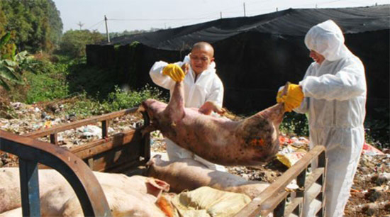 調(diào)整國家強(qiáng)制免疫和撲殺病種