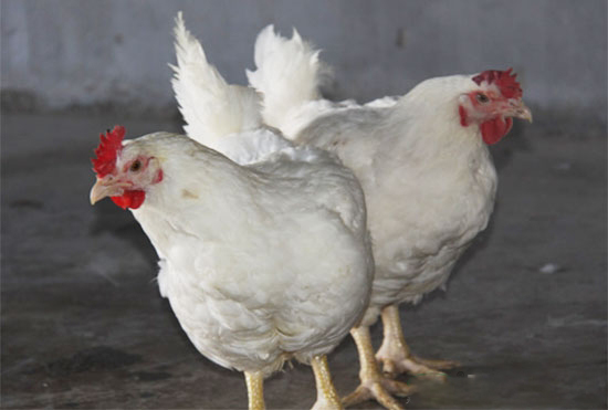 怎樣才能讓肉雞快速生長(zhǎng)？