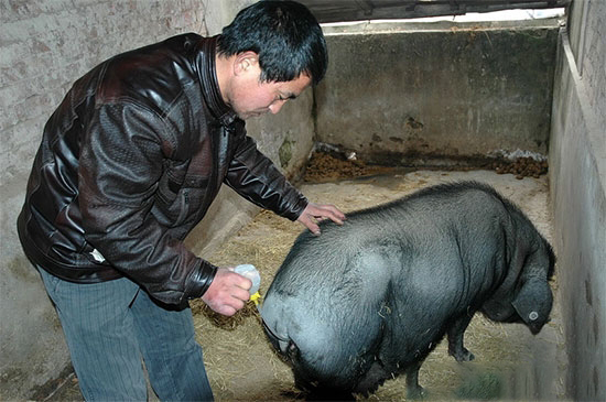 豬人工授精時精液污染途徑