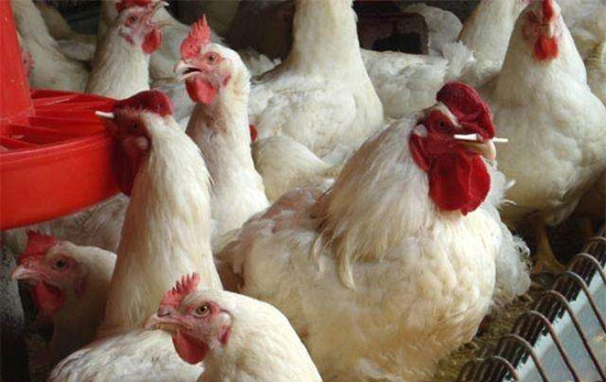 肉用種雞限飼階段應(yīng)注意的幾個問題