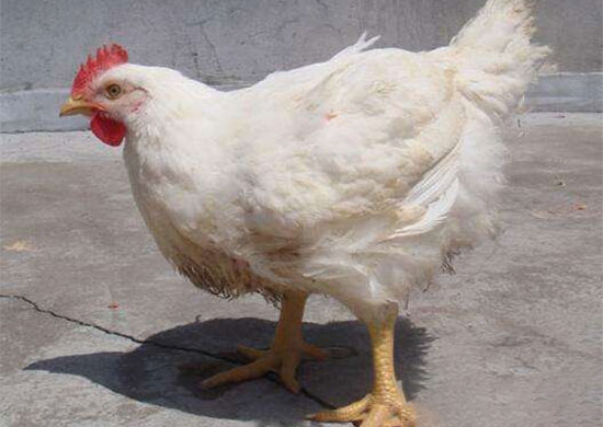uë̖(ho)֪
