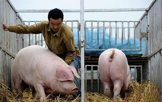 重磅！農(nóng)業(yè)農(nóng)村部生豬及生豬產(chǎn)品調(diào)運最新規(guī)定